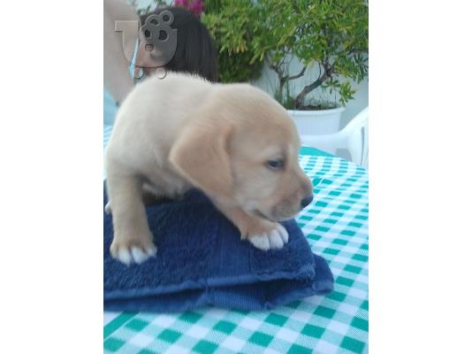 PoulaTo: ημιαιμο λαμπραντορ